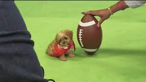 Tragic Death of Sweetpea in Puppy Bowl Revealed: A Heartbreaking Journey