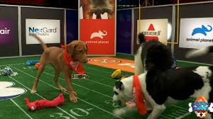 When is Puppy Bowl 2024? Get ready for the cutest showdown!