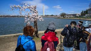 Impact of Climate Change on DC’s Cherry Blossoms: A Sad Reality