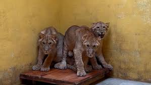 Rescued Lions from Ukraine Find New Home at Yorkshire Wildlife Park