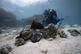 Incredible Footage Shows Scientist Interacting with Octopus in the Wild