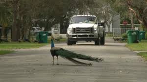 Florida residents take drastic measures to address peacock problem