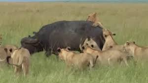 Incredible Lion Hunting Moment in Maasai Mara National Reserve Leaves Tourists Stunned | Must-See Safari in Kenya