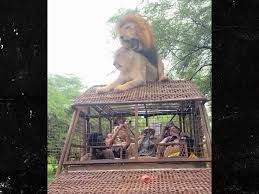 Wild Lion Sex on Top of Safari Truck Surprises Tourists