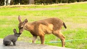 Rare Encounter: Deer and Rabbit BFFs Seen in Oregon Backyard