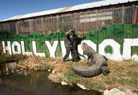 Shocking Revelation: Happy Gilmore Alligator Living in Colorado!