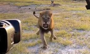 Heart-Pounding Encounter with Charging Lion in Chobe National Park