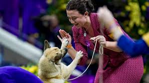 Westminster Dog Show 2024: Live Updates and Sporting Group Winner