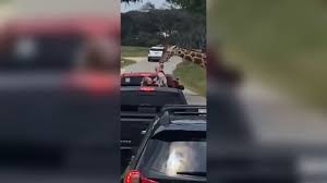 Incredible moment as giraffe rescues toddler at Fossil Rim Wildlife Center