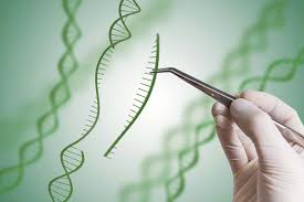 Revolutionizing Agriculture with Syngenta’s Genome Editing Technologies