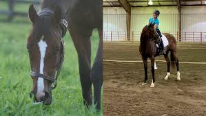 Harnessing the Power of Retired Thoroughbreds in the Thoroughbred Makeover