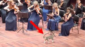 Curious Cat Steals the Spotlight during Beethoven’s ‘Pastoral’ Symphony