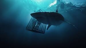 Top 10 Killer Shark Movies to Watch During Shark Week