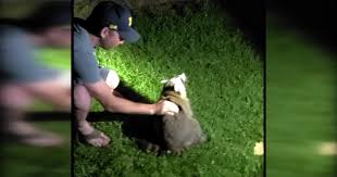 Heroic Michigan Man Saves Choking Raccoon