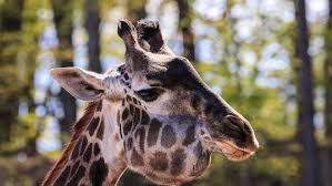 Heartbreaking News: Seneca Park Zoo Mourns Loss of Beloved Giraffe to Cancer